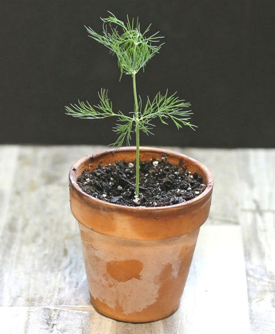 Dill in a pot