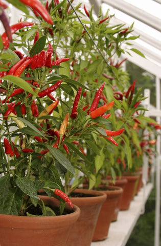 Spices and Peppers plant