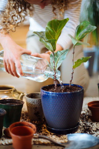 herb garden