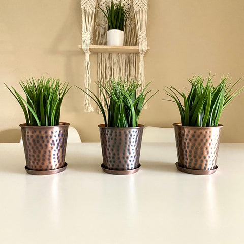 succulents in metallic pots