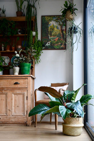 Philodendron