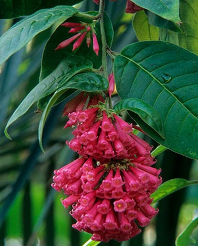 cestrum elegans