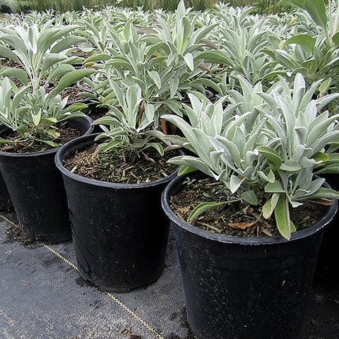 Sage in a pot