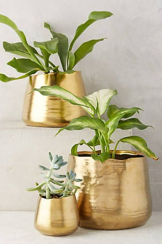 metallic plants display