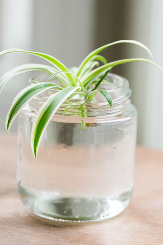 Spider Plant