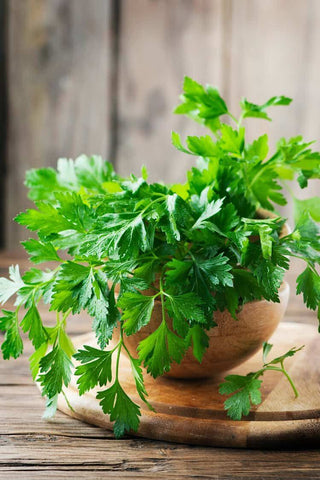 Parsley in a pot