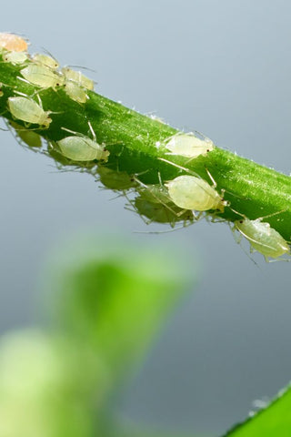 aphids