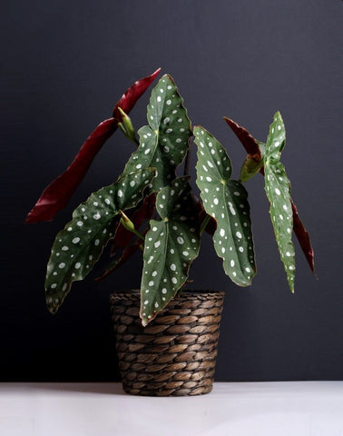 Polka Dot Begonia