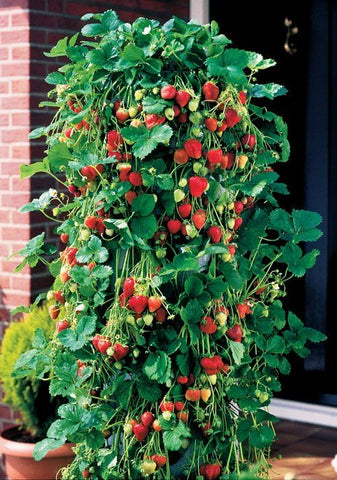 strawberry vertical plant