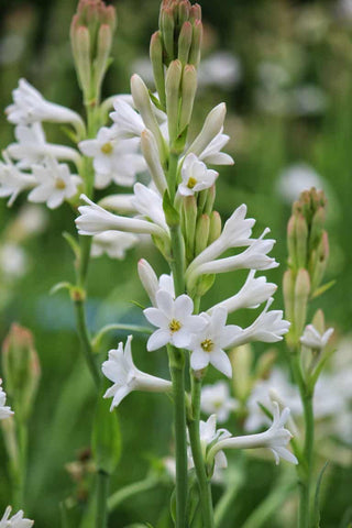 tuberose