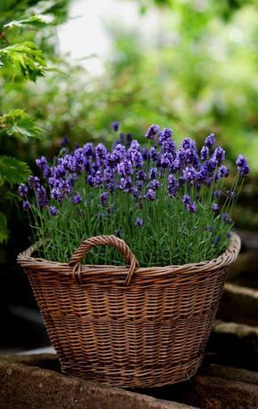 lavender in spring garden