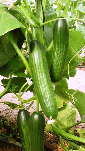 Cucumbers plant
