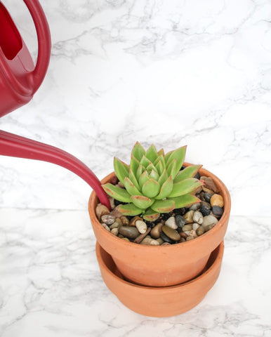 watering succulent in a pot