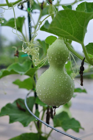 Gourds plant