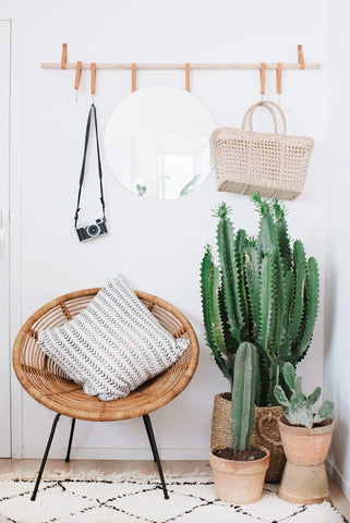 cactus decor