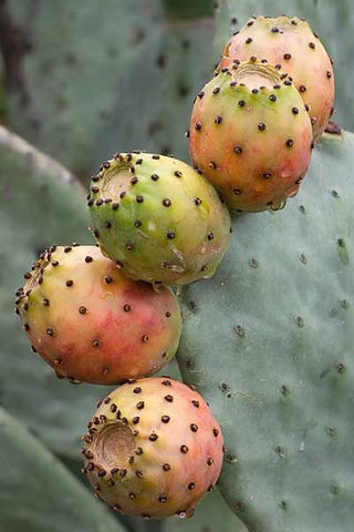  Indian Fig cactus