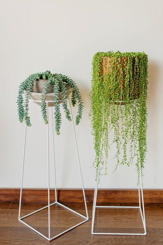 string of pearls plant 