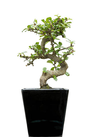 moyogi bonsai style