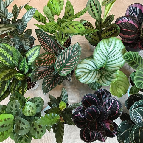 calathea varieties