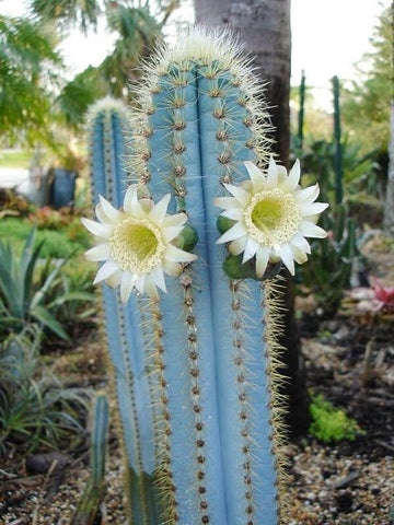 Blue Cactus