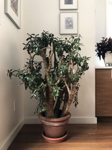 jade plant