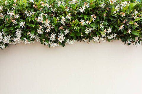 Jasminum 