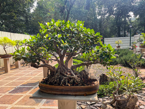 Kabudachi bonsai style