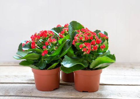 Kalanchoe