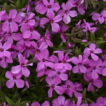 garden phlox in spring garden