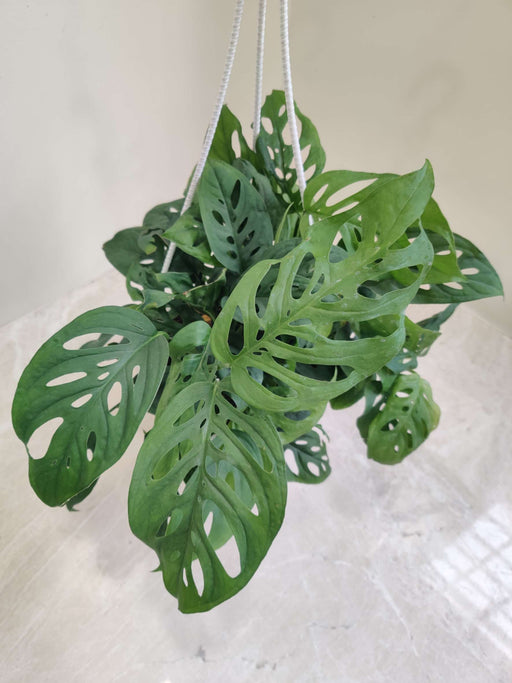 Monstera deliciosa minima Plant –