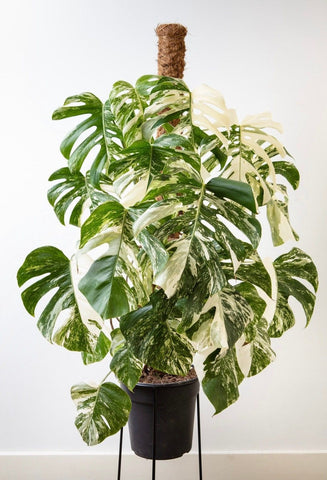 monstera albo