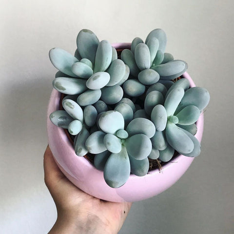 moonstone plant