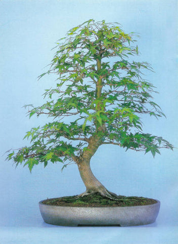 Moyogi bonsai style