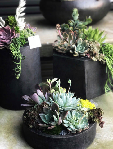 succulents in black container