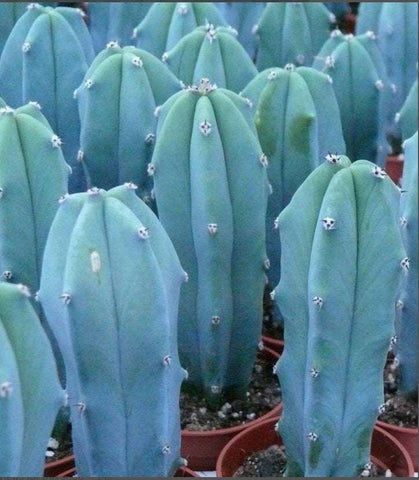 Blue Myrtle Cactus