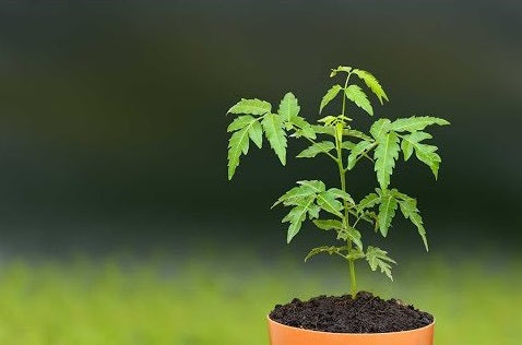 Neem Plant as Gift