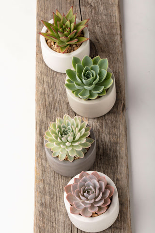 Succulent Plant Care Offer Sufficient light 