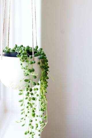 string of pearls succulent