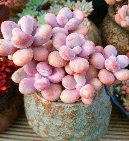 moonstone plant in pink color