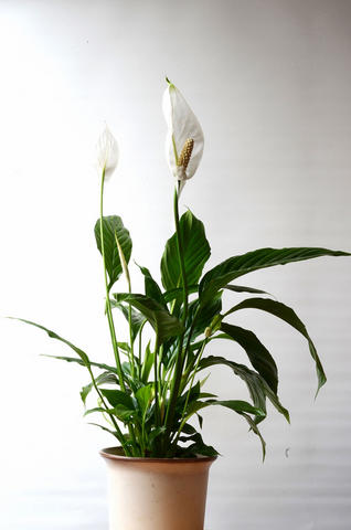 Peace Lily