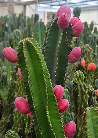 Peruvian Apple Cactus