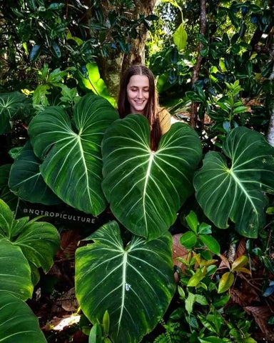 philodendron Gloriosum