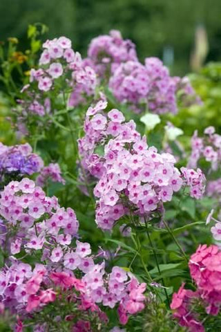 garden phlox in spring garden