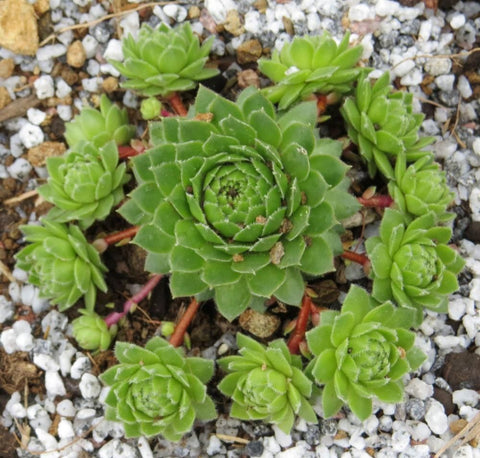 hens and chick succulent