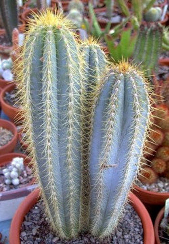  Torch Cactus