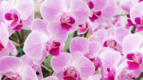 Orchids Importer India