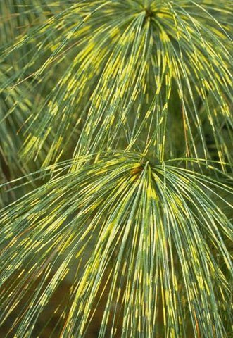 himalayan pine