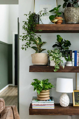 shelf plants display