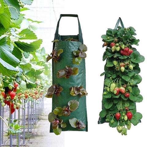 how to grow strawberries vertically