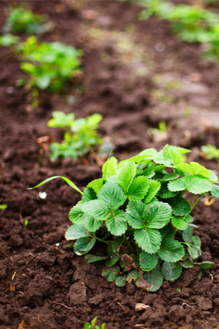 growing strawberries